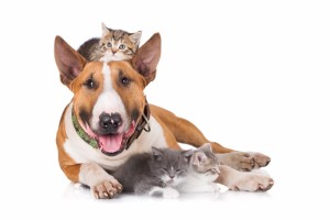 Dog obedience training